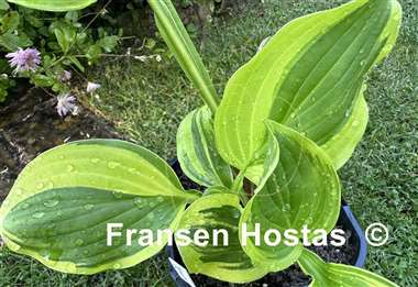 Hosta Gangster of Love